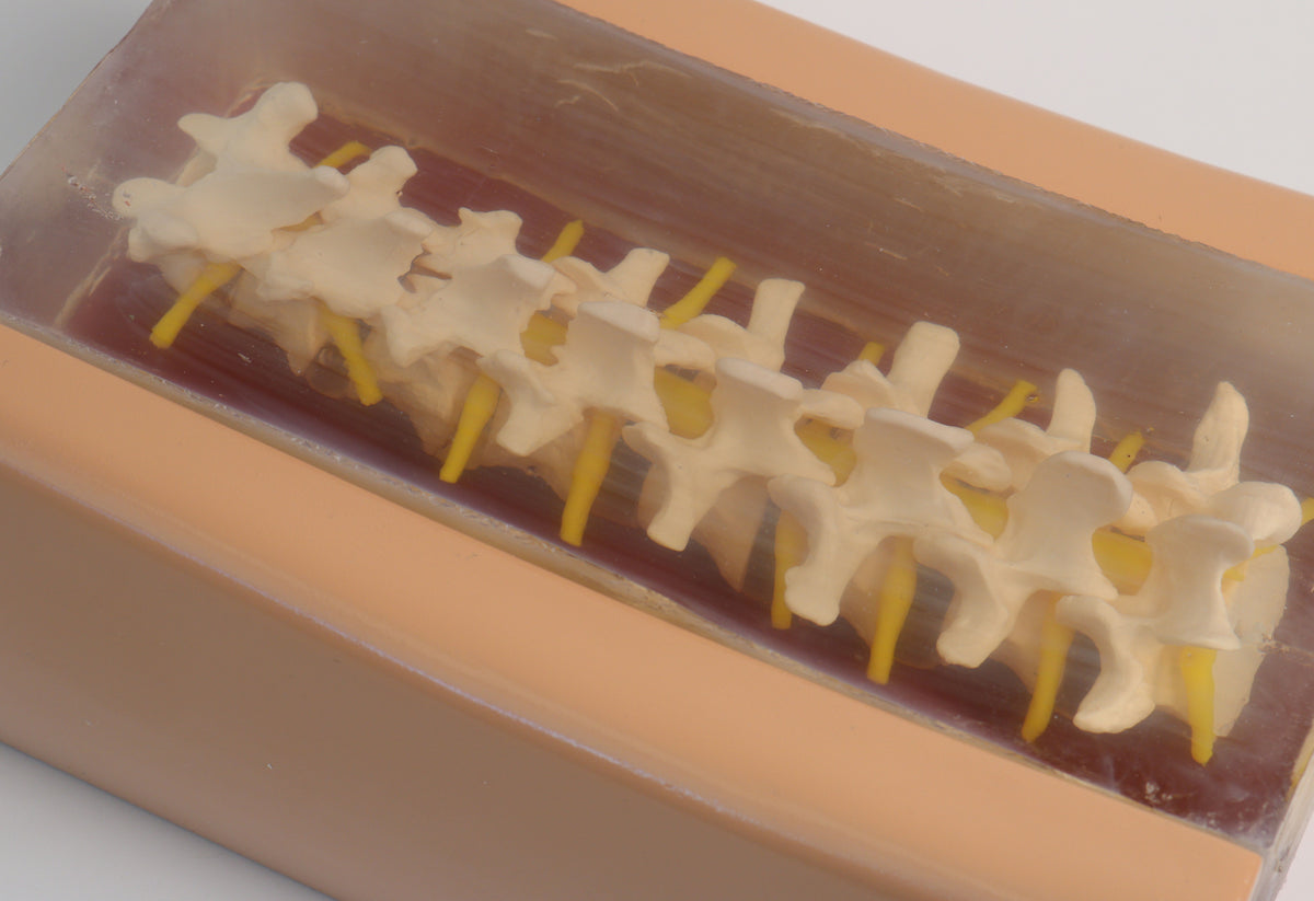 Spine Injection Model Custom Demonstration Models – Remedy Simulation Group
